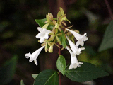 abelia_chinensis_1.jpeg