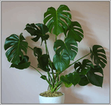 Monstera deliciosa