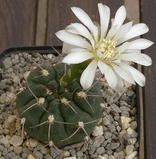 Gymnocalycium_moserianum.jpg