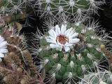 Gymnocalycium_pflanzii.jpg