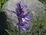 Babiana stricta.jpg