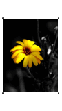 Wall_0442.png