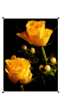 Wall_0444.png