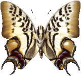 butterfly_black_998.png