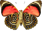 butterfly_claudina_026.png