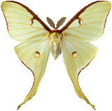 actias_luna_051.png