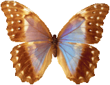 butterfly_brown_065.png