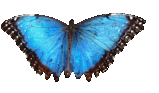 blue_butterfly_983.png