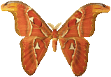 attacus_copper_896.png