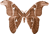 attacus_duotone_897.png