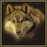 ВОЛК (Canis lupus)