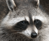 _Raccoon__Procyon_lotor__2.jpg