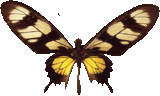 butterfly_black_003.png