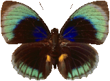 butterfly_black_013.png