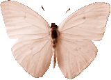 butterfly_black_360.png