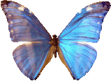 butterfly_blue_064.png