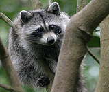 Гваделупский енот (Procyon minor)-2