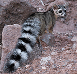 Енот кольцехвостый (Bassariscus astutus)_1.jpg