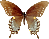 butterfly_brown_037.png