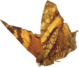 butterfly_brown_014.png