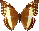 butterfly_brown_069.png