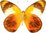 butterfly_brown_078.png