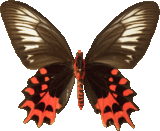 butterfly_brown_071.png