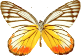 butterfly_brown_079.png