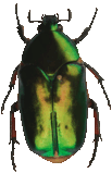 скарабей.png