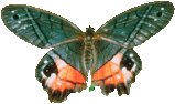 butterfly_green_28200.png