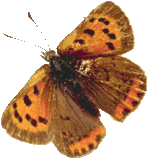 butterfly_copper_022.png