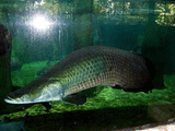 Arapaima gigas