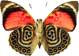 butterfly_red_010.png