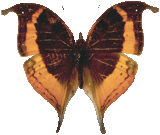 butterfly_orange_016.png