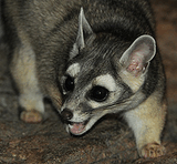 Центральноамериканский какомицли