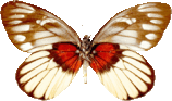 butterfly_white_044.png