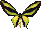 butterfly_ornithoptera_024.png