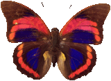 butterfly_red_007.png