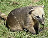 Горный коати (Nasuella olivacea)