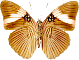 butterfly_white_045.png