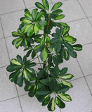 Schefflera - 2.jpg