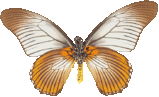 butterfly_striped_3967.png