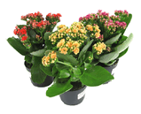 kalanchoe_calandiva.jpg