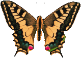 butterfly_black_25900.png