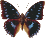 charaxes_amelie_099.png