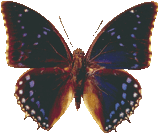 charaxes_tiridates_160.png