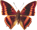 charaxes_lucretius_101.png