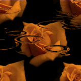 05.gif