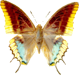 butterfly_brown_085.png