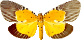butterfly_brown_083.png